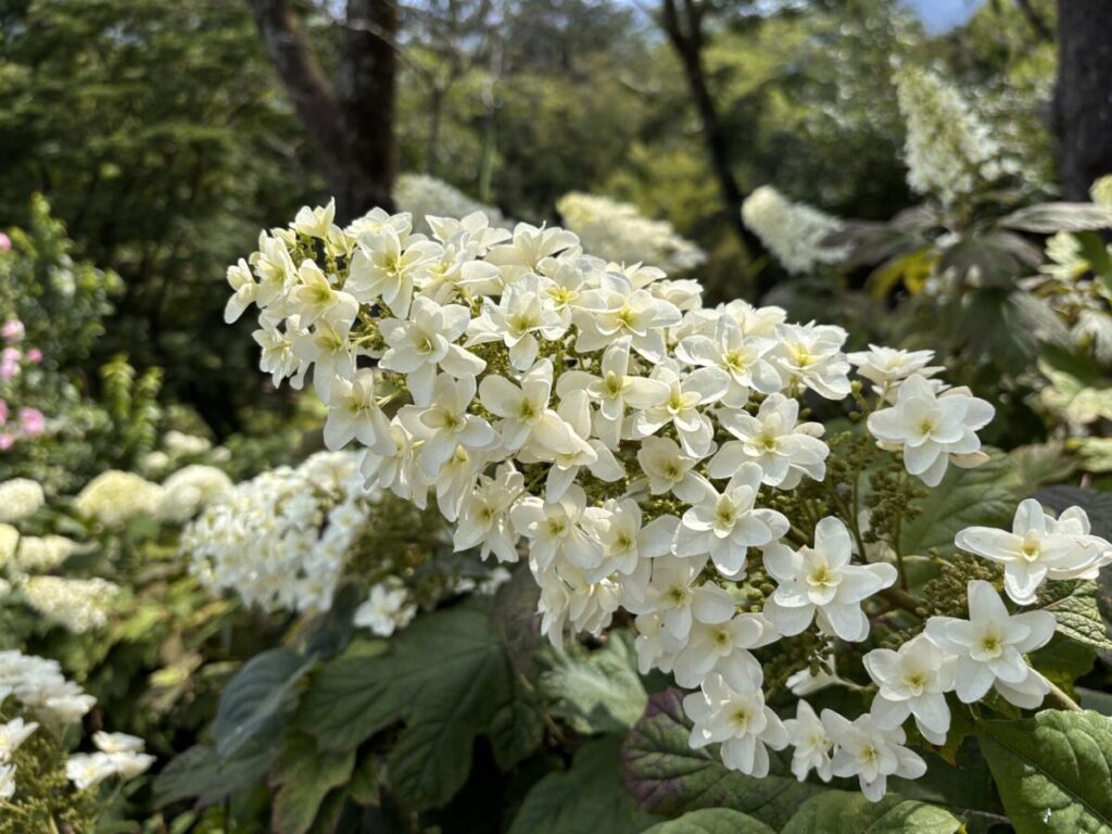 太平山あじさい坂に咲く色とりどりのあじさいの画像