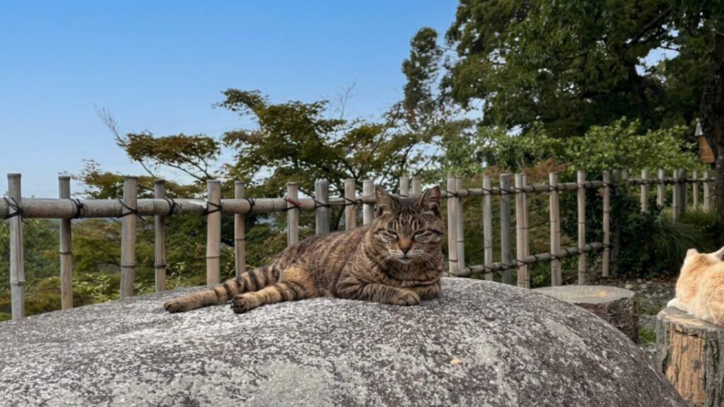 展望スペースの大きな石の上でくつろぐ唐沢山の猫