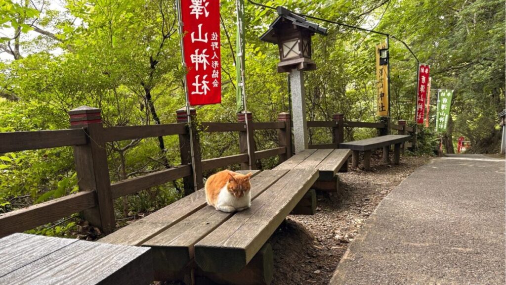 唐沢山神社のベンチでくつろぐ茶白の猫