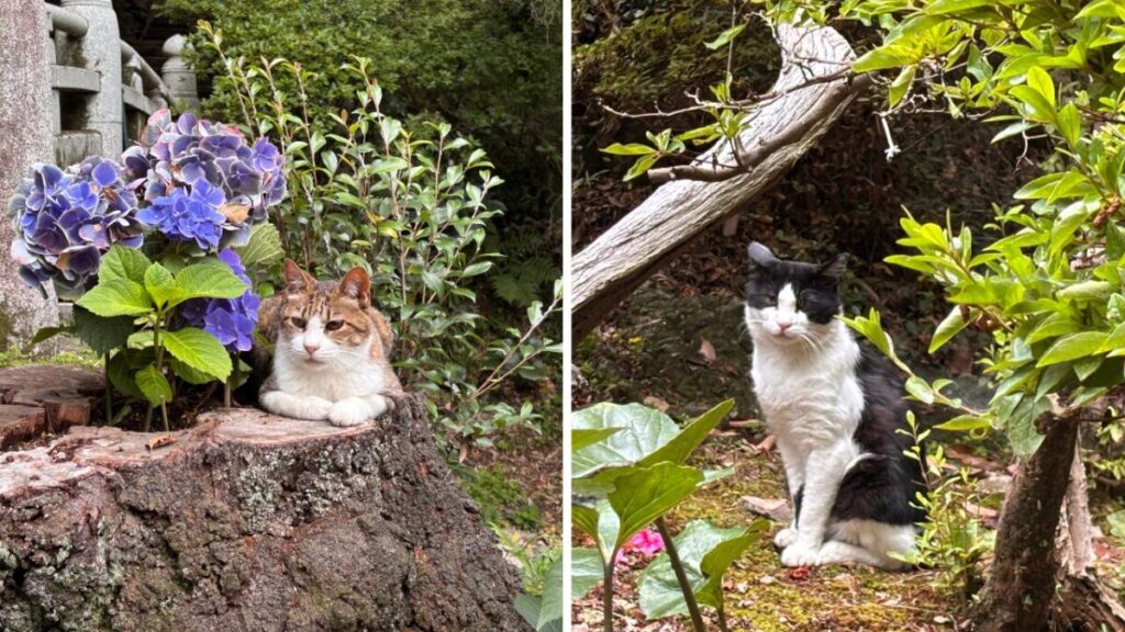 唐沢山神社の境内でくつろぐ猫たち(あじさいのそばと木陰)