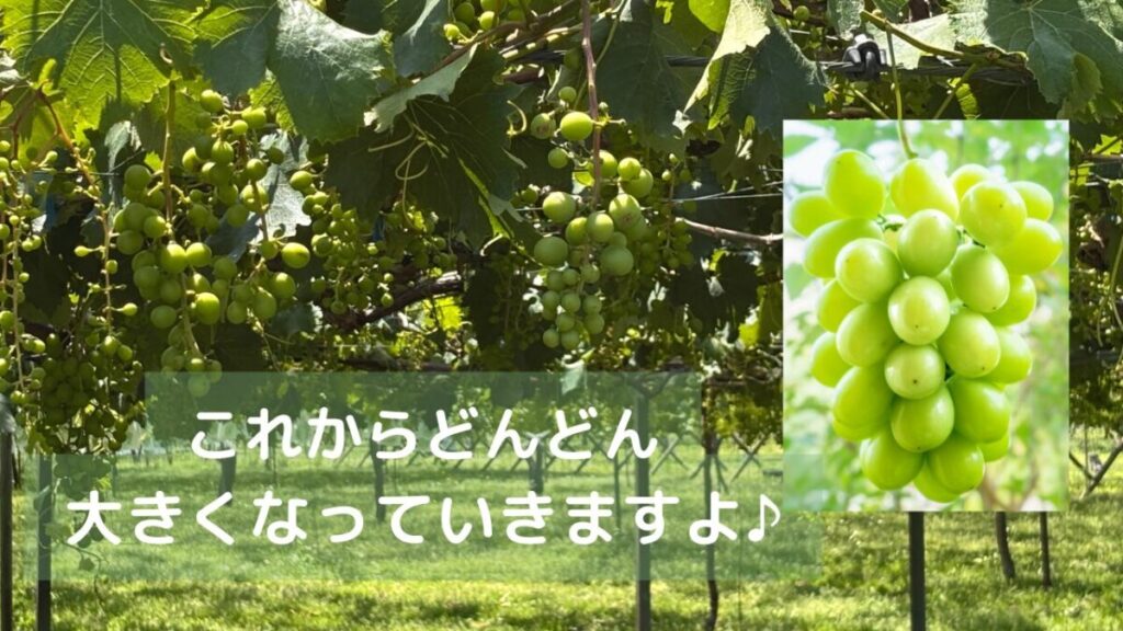 ぶどうだんちの生育途中のぶどうシャインマスカットの実の画像