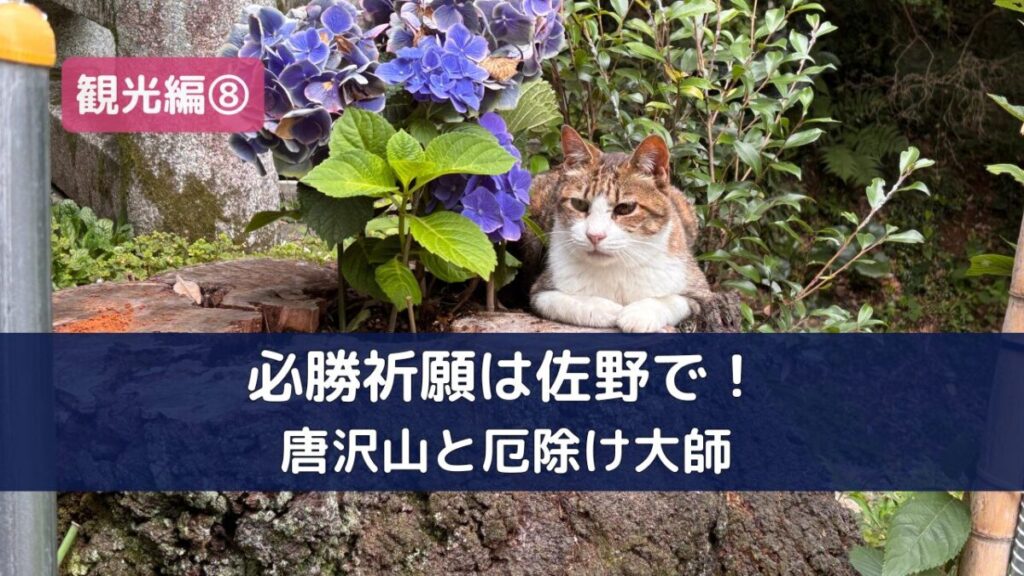 あじさいのそばでくつろぐ唐沢山神社の猫（佐野市）