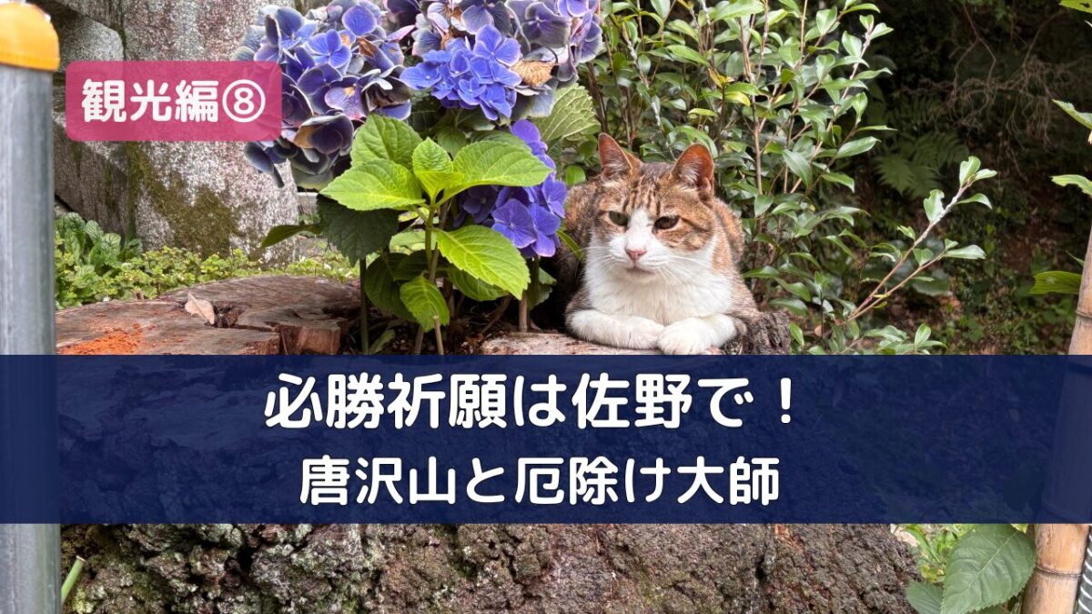 あじさいのそばでくつろぐ唐沢山神社の猫（佐野市）