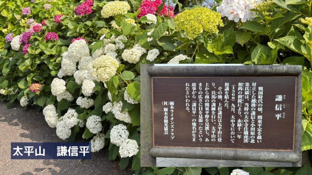 太平山山頂にある謙信平の看板と紫陽花の画像