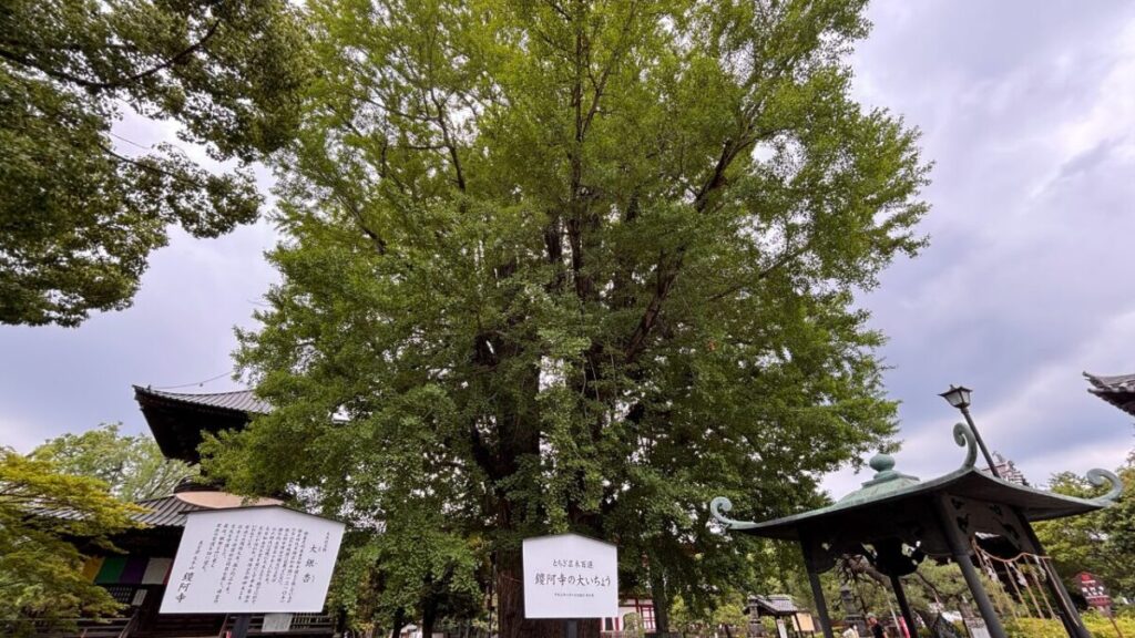 鑁阿寺の大イチョウ