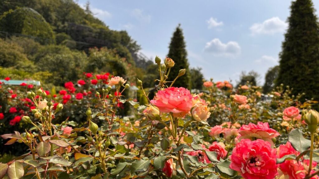 6月のあしかがフラワーパークで咲くピンクのバラ